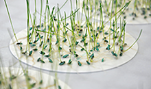 New seed-technology lab supports more world-class research